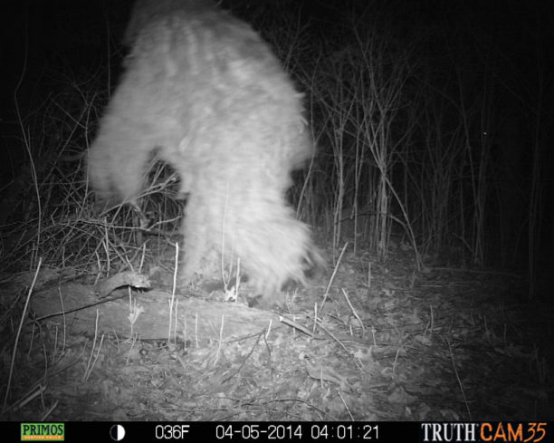 Trail camera night images