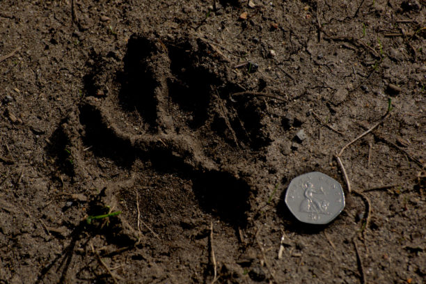fox footprint