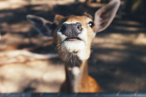 deer have a great sense of smell