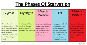 phases of starvation