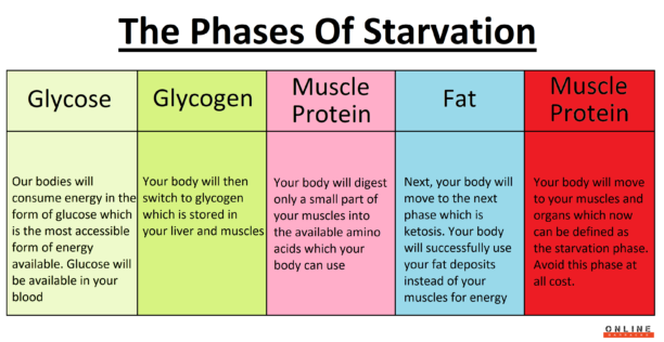 what are the stages of starvation