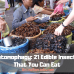 Entomophagy Edible Insects