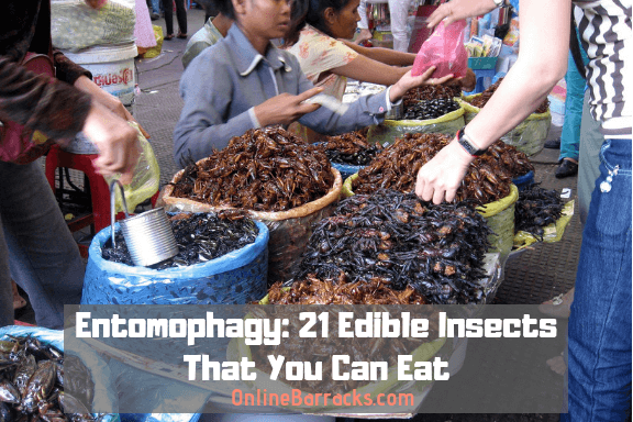 Entomophagy Edible Insects